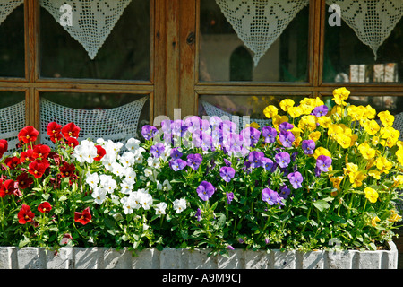 Pensées (Viola tricolor) Banque D'Images