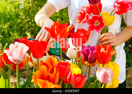 Cueillette des tulipes Banque D'Images