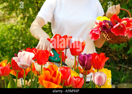 Cueillette des tulipes Banque D'Images