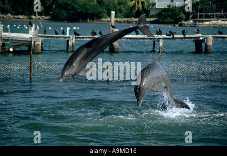 Sanctuaire des dauphins, Florida Keys, USA Banque D'Images