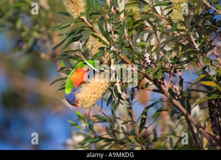 Un arc-en-ciel lorikeet est l'alimentation d'une grande fleur de banksia Banque D'Images