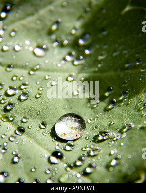 Gouttes de pluie sur un Alchemilla mollis Alchémille feuilles Banque D'Images