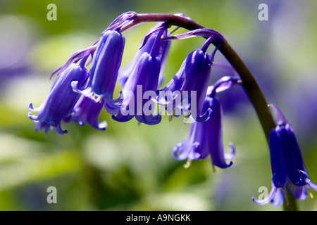 Close up of non Hyacynthoides scripta bluebells Banque D'Images