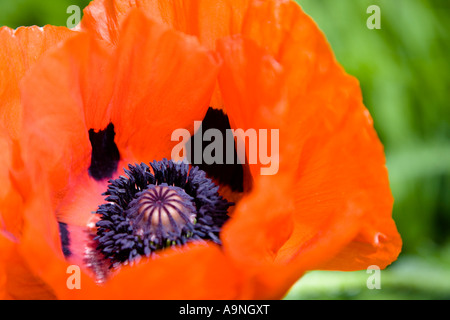 Gros plan d'une fleur de pavot oriental rouge pavot orientale Banque D'Images