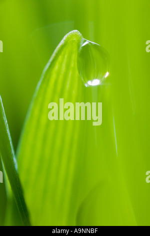 Goutte d'eau sur le brin d'herbe Banque D'Images