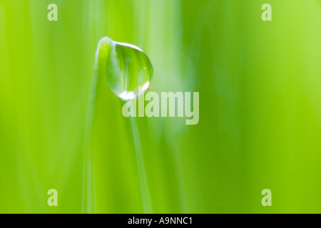 Goutte d'eau sur le brin d'herbe Banque D'Images