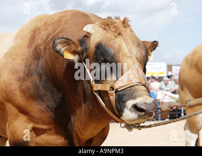 Le bétail Fayre à Parthenay, France Banque D'Images