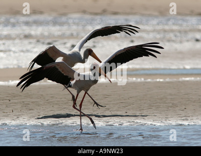 Bec jaune Tanzanie Océan Indien atterrissage cigognes Banque D'Images