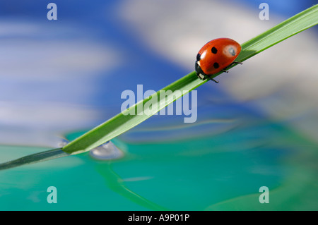 Coccinelle sur un brin d'herbe dans l'eau Nature animaux beauté printemps insecte macro Banque D'Images