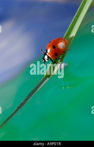 Coccinelle sur un brin d'herbe dans l'eau Nature animaux beauté printemps insecte macro Banque D'Images