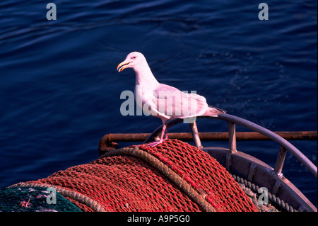 Goéland à ailes grises adultes perché sur un filet de pêche enroulé sur un bateau de pêche commerciale Banque D'Images