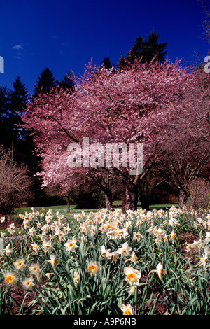 Le parc Stanley, Vancouver, BC - Colombie-Britannique, Canada - cerisiers en fleurs sur les Cerisiers Japonais et des jonquilles dans Spring Gardens Banque D'Images
