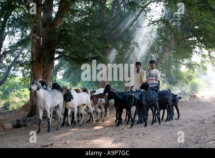 L'élevage de caprins garçons indiens le long d'une voie dans le sun allumé campagne du sud de l'Inde Banque D'Images