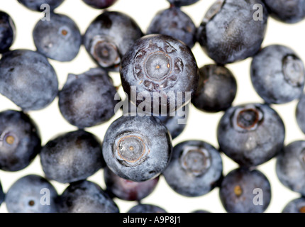 Vaccinium. Les bleuets contre fond blanc Banque D'Images