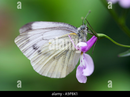 Pieris brassicae. Grand Blanc. Papillon blanc du chou fleur rose reposant sur Banque D'Images