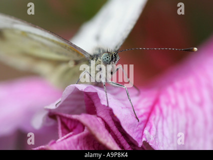 Papillon blanc du chou reposant sur pétale rose Banque D'Images