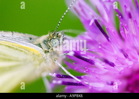 Papillon blanc chou sur un chardon Banque D'Images