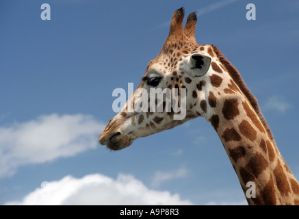 Girafe tête portrait contre le ciel bleu Banque D'Images