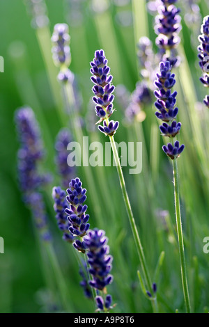 Lavandula angustifolia 'Vera'. Fleurs de Lavande en plein soleil Banque D'Images