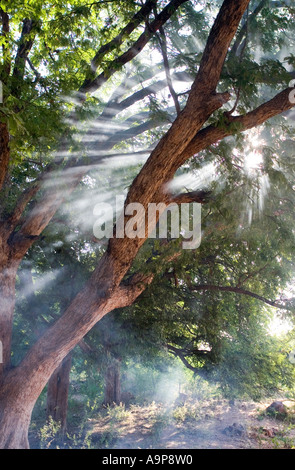 Les rayons du soleil du matin à travers des arbres dans le sud de l'Inde Banque D'Images