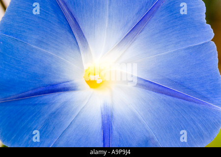 Ipomoea tricolor 'Heavenly Blue' Fleur macro close up Banque D'Images