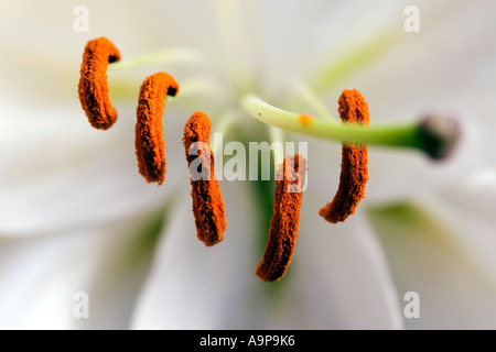 Étamines saillantes dans une fleur de lys blanc Banque D'Images