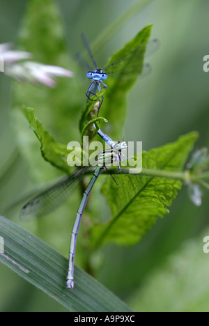 Enallagma atricollis. L'accouplement de demoiselles bleu commun dans la campagne anglaise Banque D'Images