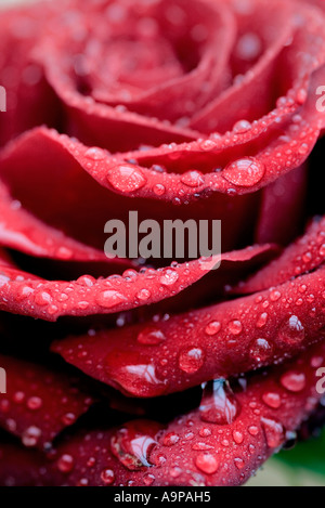 Gouttes de pluie sur les pétales de rose rouge Banque D'Images