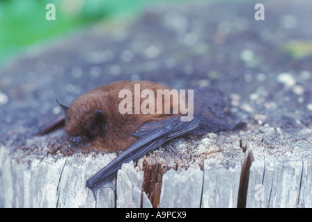 La petite chauve-souris brune (Myotis lucifugus) reposant sur une souche nord-américaine - Les chauves-souris insectivores Banque D'Images