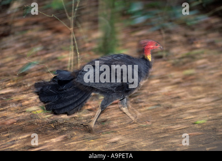 La Turquie Francolinus lathami brosse Lamington National Park Queensland Australie Banque D'Images