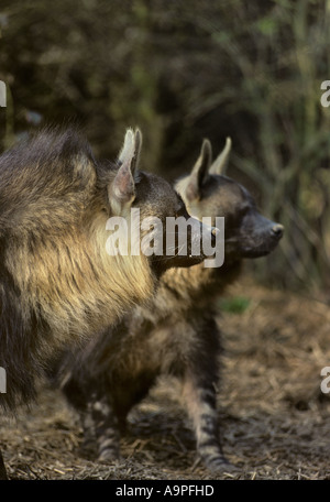 Hyène brune Parahyena brunnea captif de l'Afrique australe Banque D'Images