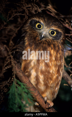 Chouette du Boobook du sud (Ninox novaeseelandiae) Australie Banque D'Images