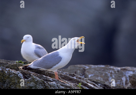 Goéland argenté Larus argentatus Anglesey Pays de Galles UK Banque D'Images