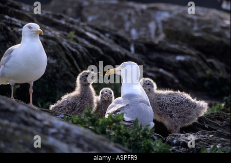 Goéland argenté Larus argentatus Anglesey Pays de Galles UK Banque D'Images