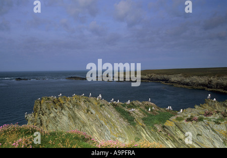 Goéland argenté Larus argentatus Anglesey Pays de Galles UK Banque D'Images
