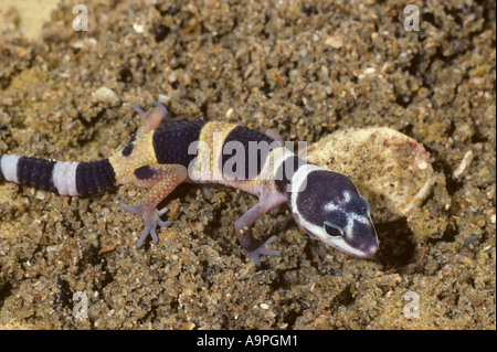 Gecko léopard Eublepharis macularius Banque D'Images