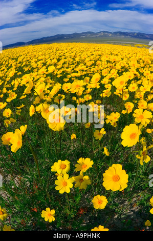 Lasthenia californica le long du lac de soude Carrizo Plain National Monument en Californie Banque D'Images