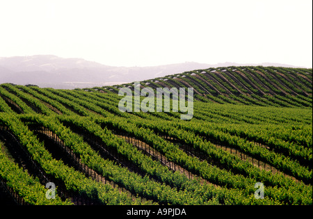 USA Californie Paso Robles vignobles Banque D'Images