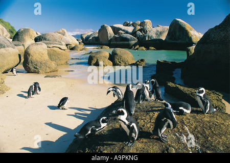 Pingouins Jackass au rochers un sanctuaire d'oiseaux près de Simonstown Western Cape Afrique du Sud Banque D'Images