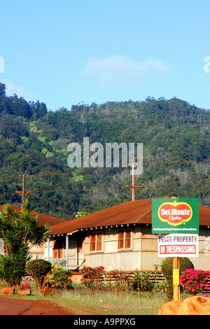 Del Monte Vertical plantation d'ananas sur Oahu Hawaii Banque D'Images