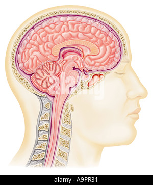 La section Illustration du cerveau Banque D'Images