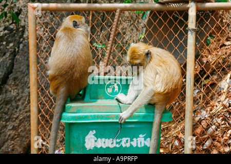 Les macaques à longue queue (singe) tente d'entrer dans poubelle, Tiger Cave Temple (Wat Tham sua), Krabi, Thaïlande Banque D'Images