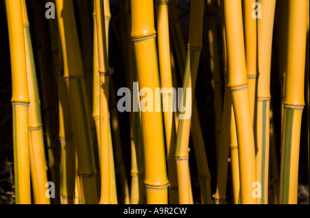 Cannes de bambou (Phyllostachys Aureosulcata spectabilis) Banque D'Images