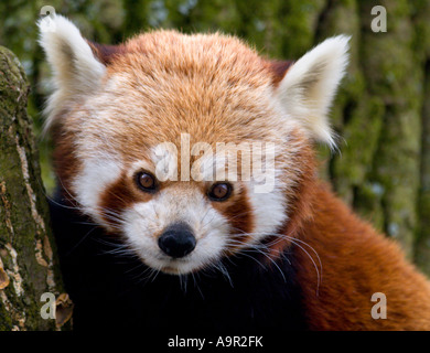 Le panda rouge (Ailurus fulgens) Banque D'Images