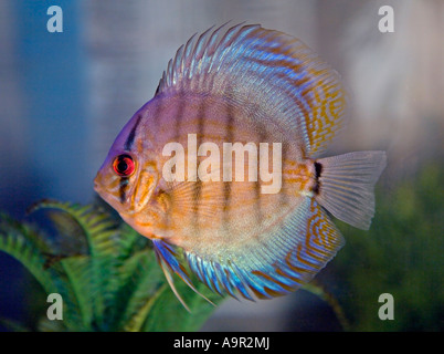 Des poissons de disque Bleu royal Banque D'Images