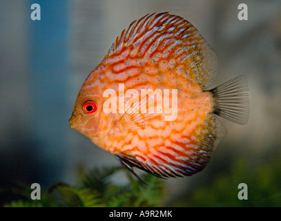 La pierre rouge des poissons de disque Banque D'Images