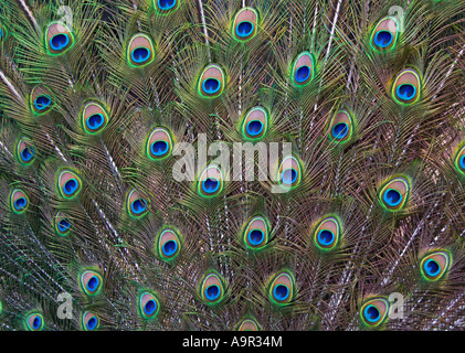 Les plumes de paon Banque D'Images