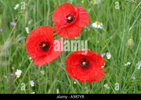 Trois coquelicots rouge vif parmi les tribunes. Banque D'Images