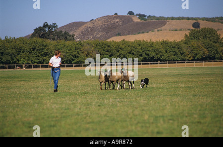 L'élevage de moutons de Californie gestionnaire femelle Border Collie dog Banque D'Images