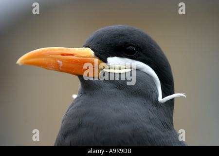 Un joli oiseau de mer à bec orange de couleur vive et plumage foncé blanc plumes décoratives moustache Banque D'Images
